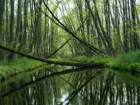 Kanal_Neustrelitzer_Kleinseenplatte.jpg